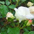 Sangerhausen_70_130629