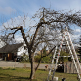 obstbaumschnitt10